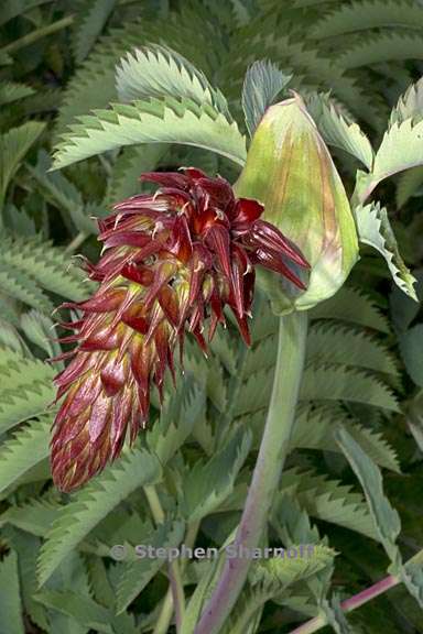 melianthus major 3 graphic